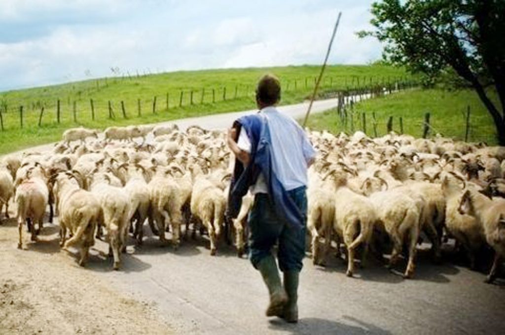 Έγινε διαγραφή χρέους σε Ελασσονίτη κτηνοτρόφο – Το ποσό 496.000 ευρώ