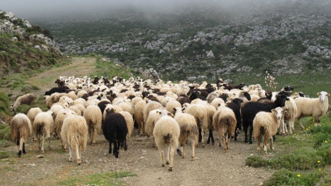 Πωλούνται 100 πρόβατα στην Καλλιπεύκη