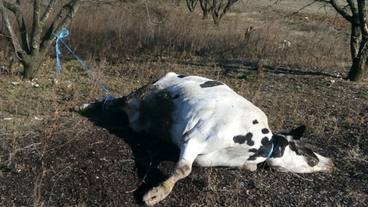 Νεκρή αγελάδα… κοντά σε περιβόλια στον Ευαγγελισμό