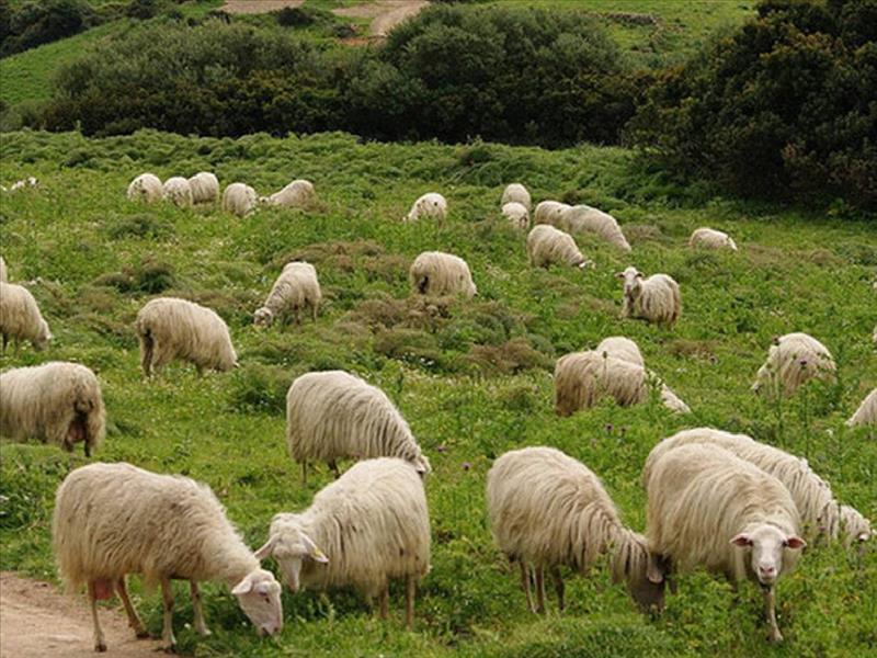 Κτηνοτρόφοι της Ελασσόνας καταγγέλλουν «καρτέλ» και ελληνοποιήσεις