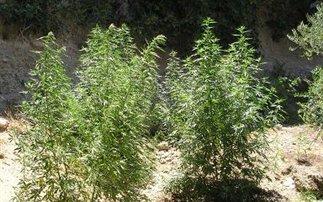 53ΧΡΟΝΟΣ ΚΑΤΗΓΟΡΕΙΤΑΙ ΓΙΑ ΚΑΛΛΙΕΡΓΕΙΑ ΧΑΣΙΣ ΣΤΗΝ ΕΛΑΣΣΟΝΑ