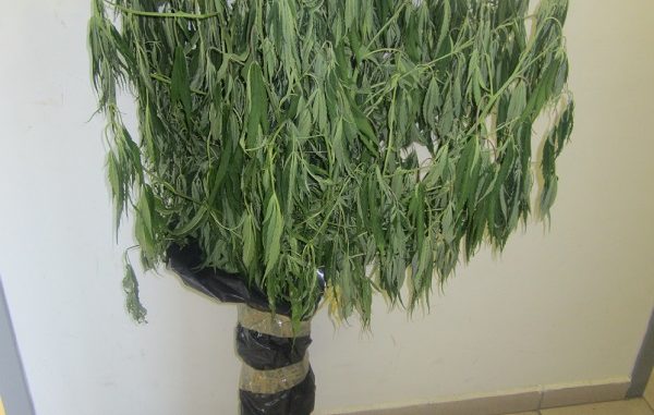 ΣΥΝΕΛΗΦΘΗ 49ΧΡΟΝΟΣ ΓΙΑ ΚΑΛΛΙΕΡΓΕΙΑ ΧΑΣΙΣ ΣΕ ΧΩΡΙΟ ΤΗΣ ΕΛΑΣΣΟΝΑΣ