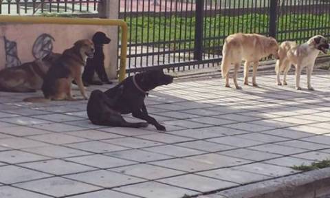 Νικ. Γάτσας: «Συνεχίζουμε τους εμβολιασμούς και τις στειρώσεις των αδέσποτων σκύλων στο δήμο μας»