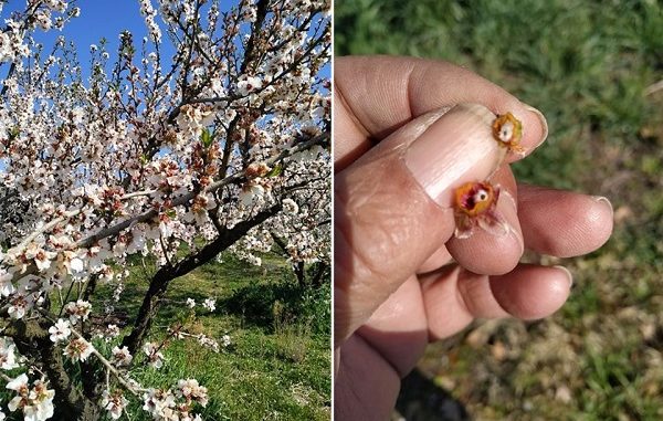 ΣΕ ΑΠΟΓΝΩΣΗ ΟΙ ΑΜΥΓΔΑΛΟΠΑΡΑΓΩΓΟΙ ΣΤΗΝ ΠΟΤΑΜΙΑ