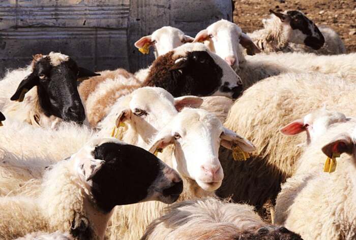 ΑΓΡΟΤΟΚΤΗΝΟΤΡΟΦΙΚΟΙ ΣΥΛΛΟΓΟΙ ΕΛΑΣΣΟΝΑΣ: Σκληρή η πραγματικότητα για τους βιοπαλαιστές κτηνοτρόφους