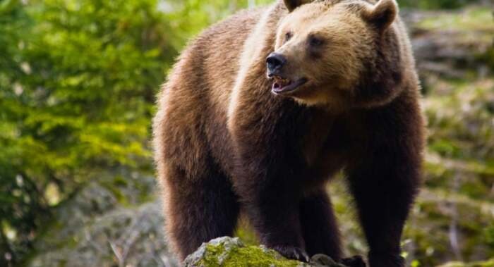 Ελασσόνα: Κτηνοτρόφος είδε αρκούδα στη Δολίχη