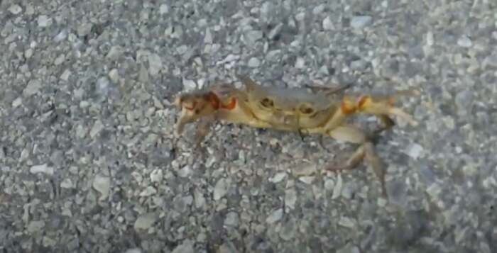 Και η φύση τρελάθηκε… Κάβουρας σε ορεινά χωριά της Ελασσόνας – Δείτε το βίντεο