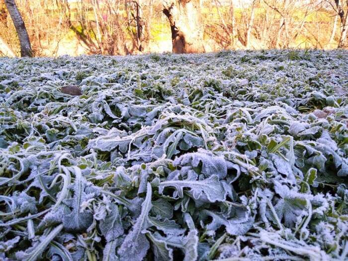 Παγωμένο πρωινό για τους Ελασσονίτες – Τι έδειξε το θερμόμετρο