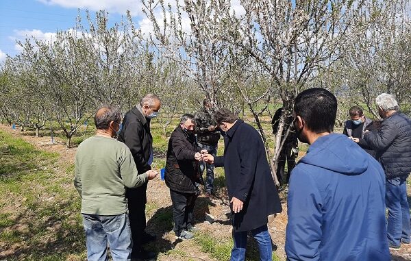 ΟΛΟΚΛΗΡΩΤΙΚΗ Η ΚΑΤΑΣΤΡΟΦΗ ΓΙΑ ΤΑ ΑΜΥΓΔΑΛΑ ΣΤΟ ΔΗΜΟ ΕΛΑΣΣΟΝΑΣ
