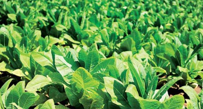 Ελασσόνα: Καταιγίδες και υπερβολική υγρασία δυσχεραίνουν την καπνοκαλλιέργεια