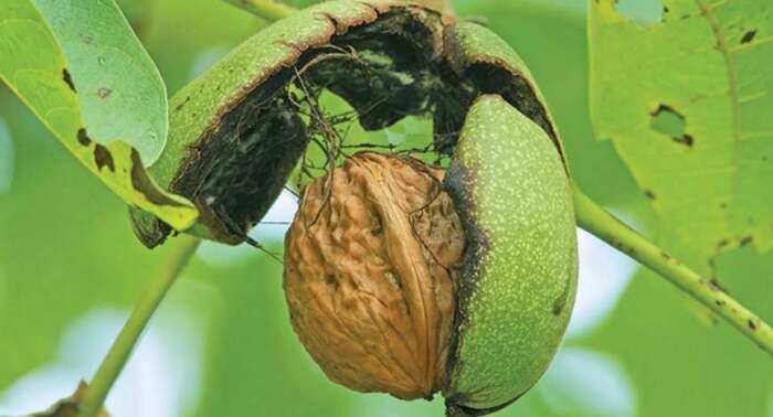 Τι γίνεται με την καρυδιά και τους παραγωγούς φέτος στην Ελασσόνα;