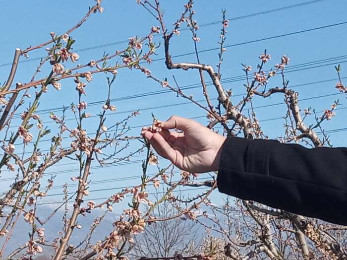 Ελασσόνα: Δύσκολοι καιροί για αυτούς τους παραγωγούς