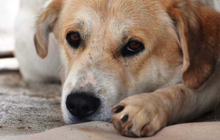 Έξι σκυλιά-φύλακες νεκρά από φόλες στην Ελασσόνα