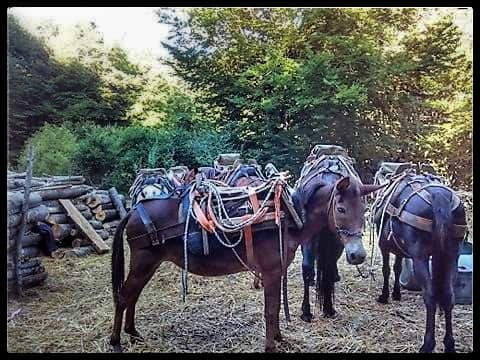 Υλοτομία στην επαρχία της Ελασσόνας, ψηλά στην Βερδικούσια – ΦΩΤΟ
