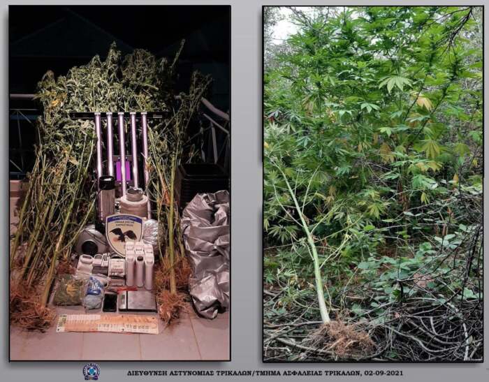 Καλλιεργούσε διπλανές χασισοφυτείες στην Ελασσόνα και τον “τσίμπησαν”