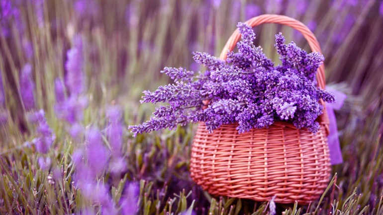 Προκήρυξη φωτογραφικού διαγωνισμού για τα αρωματικά-φαρμακευτικά φυτά του Ολύμπου