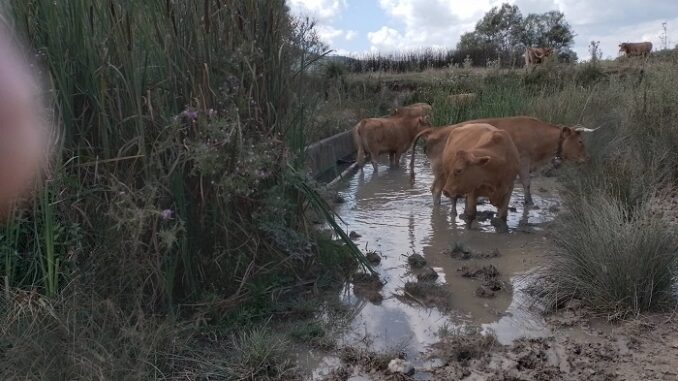 Ν. ΕΥΑΓΓΕΛΟΥ: SOS ΕΚΠΕΜΠΟΥΝ ΟΙ ΚΤΗΝΟΤΡΟΦΟΙ ΣΤΗ ΣΚΑΜΝΙΑ – ΧΩΡΙΣ ΝΕΡΟ ΕΧΟΥΝ ΜΕΙΝΕΙ ΤΑ ΖΩΑ ΤΟΥΣ