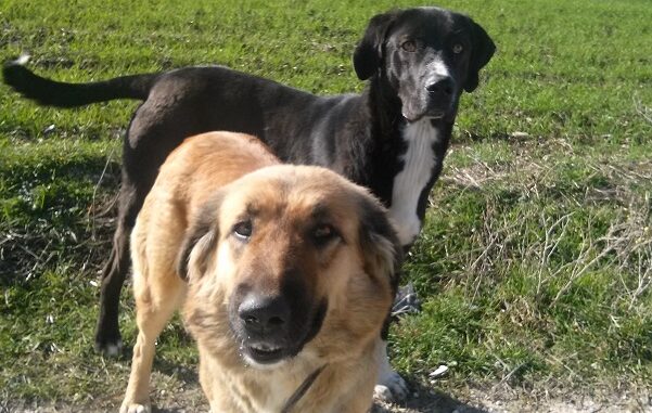 ΝΕΟ ΠΡΟΓΡΑΜΜΑ ΔΙΑΧΕΙΡΙΣΗΣ ΑΔΕΣΠΟΤΩΝ ΖΩΩΝ ΑΠΟ ΤΟ ΔΗΜΟ ΕΛΑΣΣΟΝΑΣ