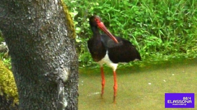 ΣΠΑΝΙΟΣ ΜΑΥΡΟΠΕΛΑΡΓΟΣ ΕΝΤΟΠΙΣΤΗΚΕ ΣΤΟΝ ΕΛΑΣΣΟΝΙΤΗ ΠΟΤΑΜΟ