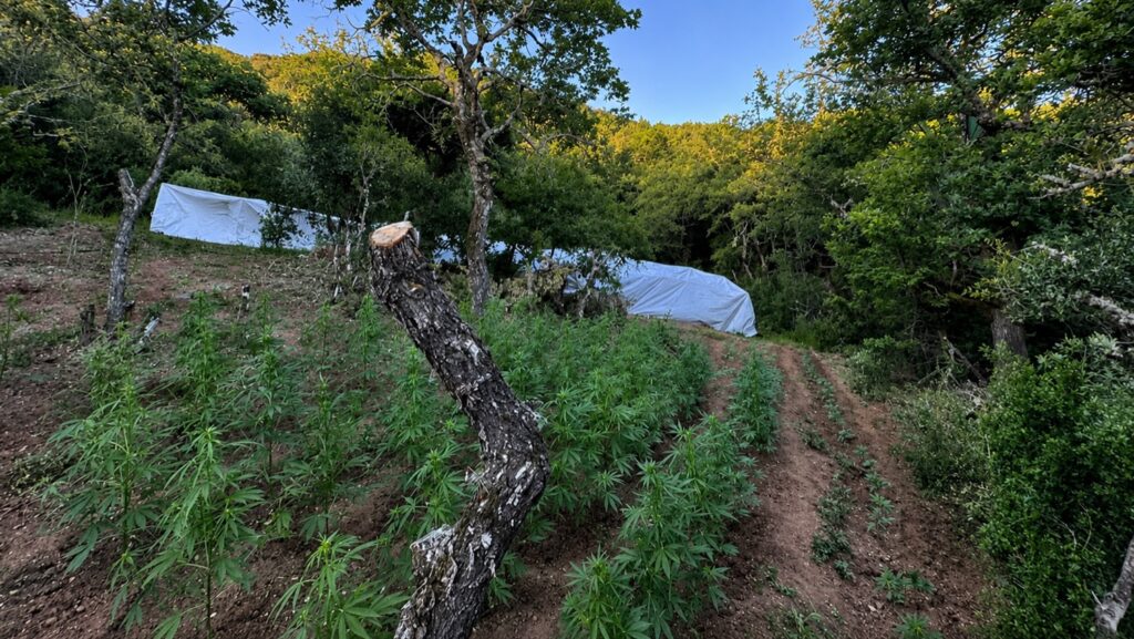 Μεγάλη χασισοφυτεία εντοπίστηκε ανάμεσα στην Καρυά Ελασσόνας και την Καλλιπεύκη – Η έφοδος και οι δύο συλλήψεις 26χρονου και 69χρονου