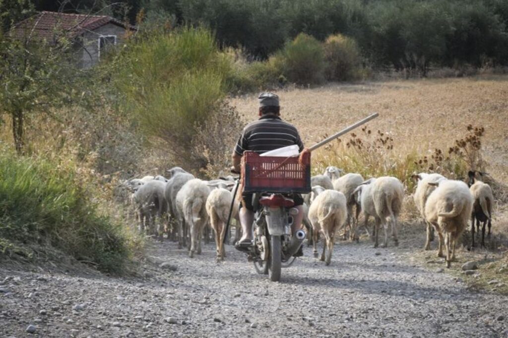 Βοσκός με χειροπέδες στην Ελασσόνα, οδηγήθηκε στο Τμήμα