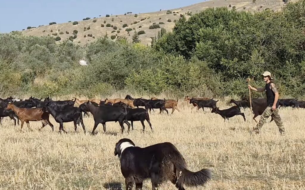 Ερωτικός μετανάστης σε χωριό της Ελασσόνας και από μπάρμαν στη Μύκονο κτηνοτρόφος για τα μάτια της καλής του: “Μου έριξε το βέλος από τον Όλυμπο” (ΒΙΝΤΕΟ)